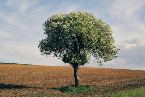 What Is Earth Month? Why It Matters More Than Ever